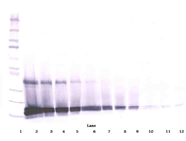 SCF Antibody