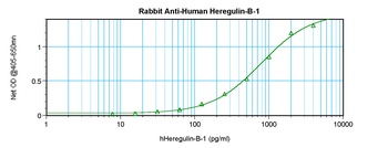 NRG1 Antibody