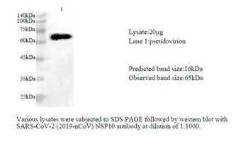 SARS-CoV-2 (COVID-19) NSP10 polyclonal antibody