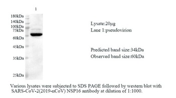 SARS-CoV-2 (COVID-19) NSP16 polyclonal antibody