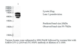 SARS-CoV-2 (COVID-19) NSP1 polyclonal antibody