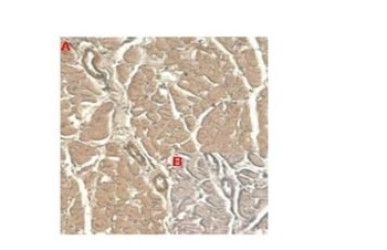 IL-33 Antibody [IL33305B]