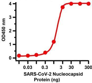 SARS-CoV-2 (COVID-19) Nucleocapsid Antibody [3867]