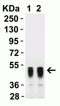 SARS-CoV-2 (COVID-19) Nucleocapsid Antibody [3863]