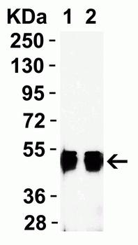 SARS-CoV-2 (COVID-19) Nucleocapsid Antibody [3861]