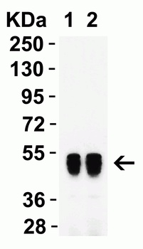 SARS-CoV-2 (COVID-19) Nucleocapsid Antibody [3851]