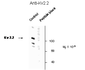 Kcnb2 Antibody