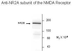 NMDA NR2A Antibody
