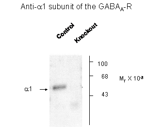 Gabra1 Antibody