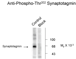 Synaptotagmin (phospho Thr202) Antibody