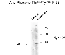 Mapk14 Antibody