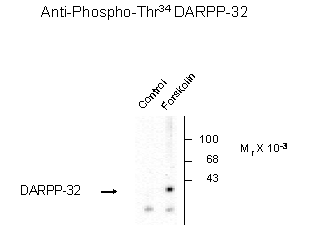 DARPP 32 (phospho Thr34) Antibody