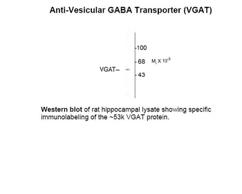 Slc32a1 Antibody