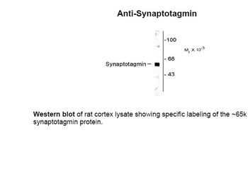 Syt1 Antibody