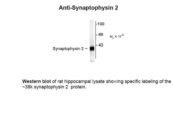 Synpr Antibody