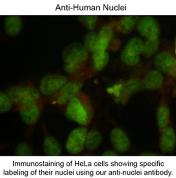 Nuclei Antibody [235-1]