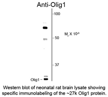 Olig1 Antibody
