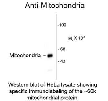 Mitochondria Antibody [113-1]