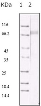 ORF45 Antibody