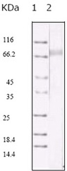 KSHVORF45 Antibody [2D4A5]