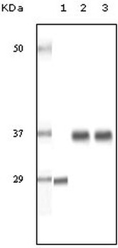 SRA Antibody [1D4H8]