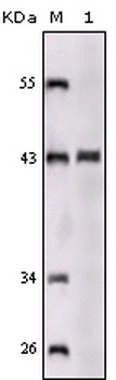 SORL1 Antibody
