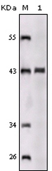 SORL1 Antibody [3B6A9 / 3B6B11]
