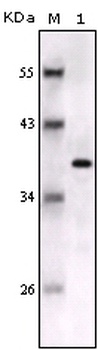 S100B Antibody