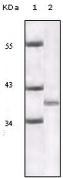 CDKN2A Antibody