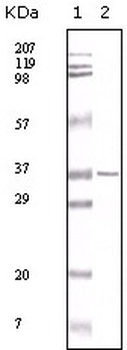 MCL1 Antibody