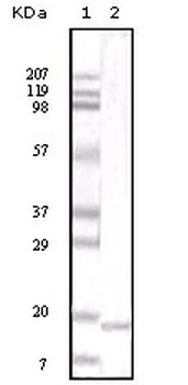 IL-6 Antibody [6D9A1]