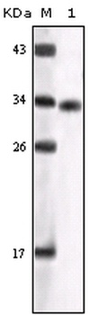 GSK3A Antibody