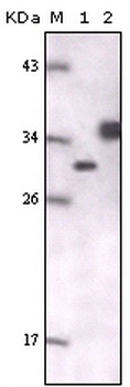 gfp Antibody