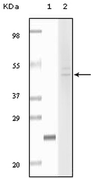 FBLN5 Antibody