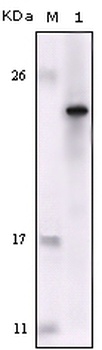 FES Antibody [2E3G3 / 2G9G1]