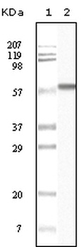 CSNK1A1 Antibody