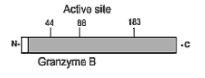 Granzyme B Antibody [B18.1]