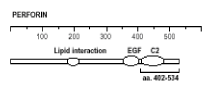 Perforin Antibody [CB5.4]