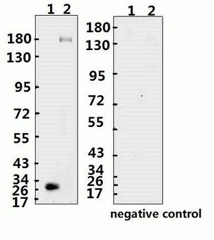 SARS-CoV-2 (COVID-19) Spike ECD Monoclonal Antibody [B005] (azide free)