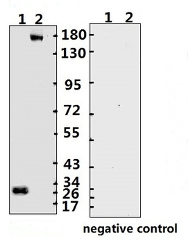 SARS-CoV-2 (COVID-19) Spike ECD Monoclonal Antibody [B003] (HRP)