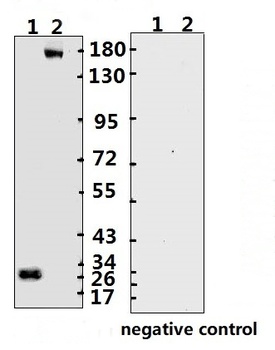 SARS-CoV-2 (COVID-19) Spike ECD Monoclonal Antibody [B004] (Biotin)