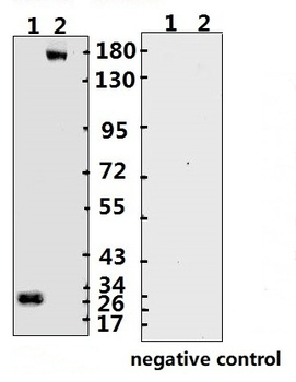 SARS-CoV-2 (COVID-19) Spike ECD Monoclonal Antibody [B004] (azide free)