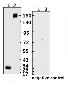 SARS-CoV-2 (COVID-19) Spike RBD Monoclonal Antibody [B003] (azide free)