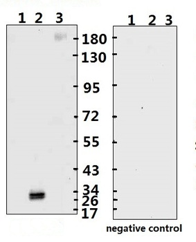 SARS-CoV-2 (COVID-19) Spike RBD Monoclonal Antibody [B002] (azide free)
