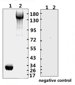 SARS-CoV-2 (COVID-19) Spike RBD Monoclonal Antibody [B001] (HRP)