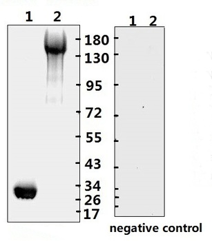 SARS-CoV-2 (COVID-19) Spike RBD Monoclonal Antibody [B001] (Biotin)