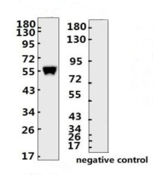 SARS-CoV-2 (COVID-19) Nucleocapsid Monoclonal Antibody [N006]