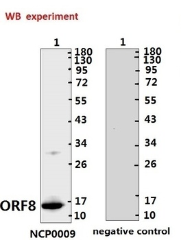 SARS-CoV-2 (COVID-19) ORF8 Antibody (IN)