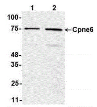Cpne6 Antibody