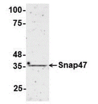 Snap47 Antibody
